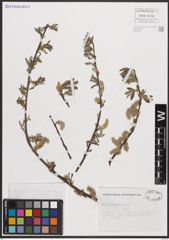Foto von Salix cantabrica Rech. f.